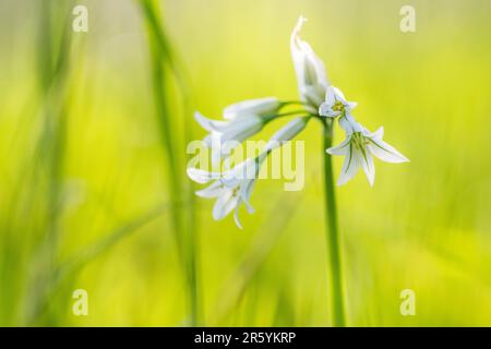 Allium triquetrum ist eine bulbusblühende Pflanze, die auf Englisch als dreieckiger Lauch, in Australien als abgewinkelte Zwiebel bezeichnet wird. Stockfoto