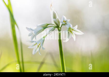 Allium triquetrum ist eine bulbusblühende Pflanze, die auf Englisch als dreieckiger Lauch, in Australien als abgewinkelte Zwiebel bezeichnet wird. Stockfoto