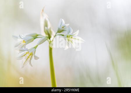 Allium triquetrum ist eine bulbusblühende Pflanze, die auf Englisch als dreieckiger Lauch, in Australien als abgewinkelte Zwiebel bezeichnet wird. Stockfoto