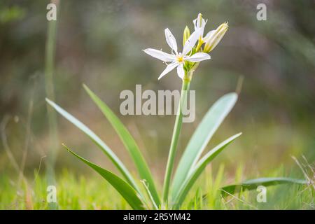Pancratium illyricum ist eine auf Korsika, Sardinien und den Capraia-Inseln in der Toskana heimische Art von Bulbuspflanze, auch bekannt als Illyrian Star Lily. Stockfoto
