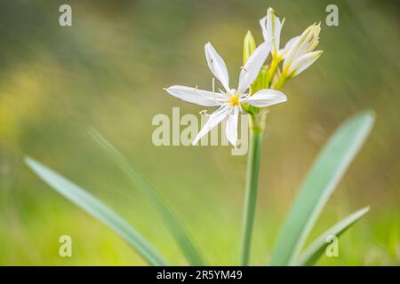 Pancratium illyricum ist eine auf Korsika, Sardinien und den Capraia-Inseln in der Toskana heimische Art von Bulbuspflanze, auch bekannt als Illyrian Star Lily. Stockfoto