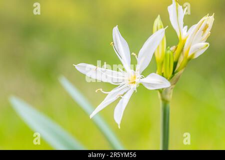 Pancratium illyricum ist eine auf Korsika, Sardinien und den Capraia-Inseln in der Toskana heimische Art von Bulbuspflanze, auch bekannt als Illyrian Star Lily. Stockfoto