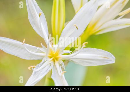Pancratium illyricum ist eine auf Korsika, Sardinien und den Capraia-Inseln in der Toskana heimische Art von Bulbuspflanze, auch bekannt als Illyrian Star Lily. Stockfoto
