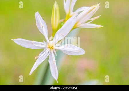 Pancratium illyricum ist eine auf Korsika, Sardinien und den Capraia-Inseln in der Toskana heimische Art von Bulbuspflanze, auch bekannt als Illyrian Star Lily. Stockfoto