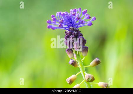 Muscari comosum ist eine mehrjährige Bulbuspflanze. Wird gewöhnlich als Quasten- oder Quasten-Trauben-Hyazinth bezeichnet. Stockfoto