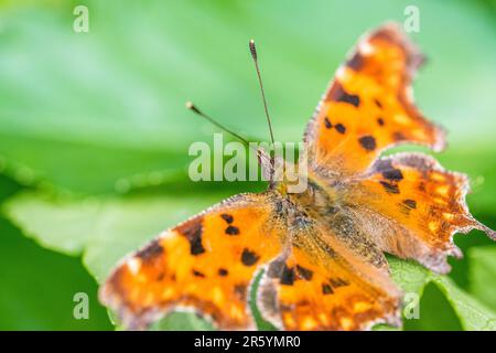 Polygonia c-Album, das Komma, ist eine Nahrungs-generalistische (polyphagöse) Schmetterlingsart, die zur Familie der Nymphalidae gehört. Stockfoto