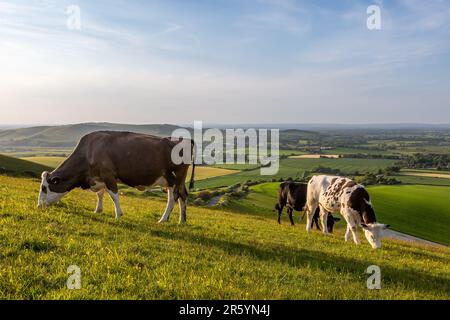 Kühe, die an einem sonnigen späten Frühlingsabend auf dem Firle Beacon in den South Downs weiden Stockfoto