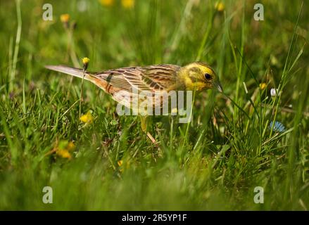 Yellowhammer-Vogel auf dem Boden, der nach Nahrung im Gras sucht Stockfoto