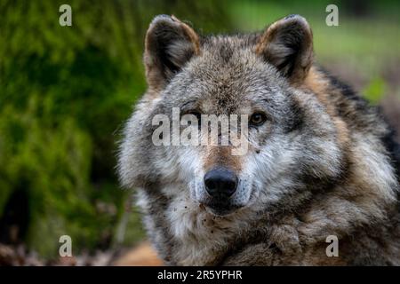 11. Mai 2023, Niedersachsen, Dörverden: Ein europäischer grauer Wolf in einem Gehege des Wolfzentrums Dörverden. Foto: Sina Schuldt/dpa Stockfoto