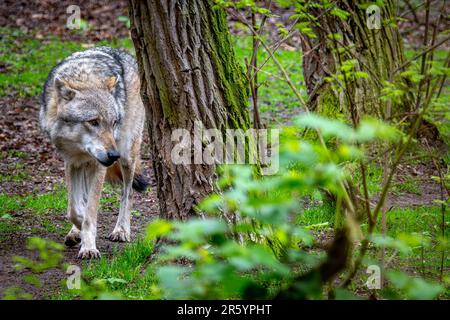 11. Mai 2023, Niedersachsen, Dörverden: Ein europäischer grauer Wolf in einem Gehege des Wolfzentrums Dörverden. Foto: Sina Schuldt/dpa Stockfoto