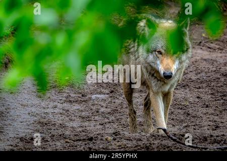 11. Mai 2023, Niedersachsen, Dörverden: Ein europäischer grauer Wolf in einem Gehege des Wolfzentrums Dörverden. Foto: Sina Schuldt/dpa Stockfoto