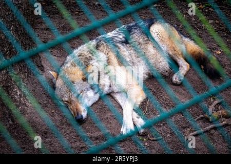 11. Mai 2023, Niedersachsen, Dörverden: Ein europäischer grauer Wolf hinter Gittern in einer Einhausung des Wolfzentrums Dörverden. Foto: Sina Schuldt/dpa Stockfoto