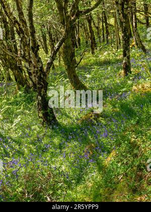 Sonnenbeleuchteter Wald aus Silberbirke (Betula Pendula) mit einem Teppich aus Blüten (Hyacinthoides non-scripta) im Frühjahr, Leitir Fura, Skye, Schottland, Vereinigtes Königreich Stockfoto