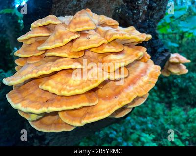 Die großen, charakteristischen gelben Klammern des essbaren Hähnchens der Wälder. Dieser gewöhnliche Pilz wird in der Regel auf stehenden Eichen gefunden. Stockfoto