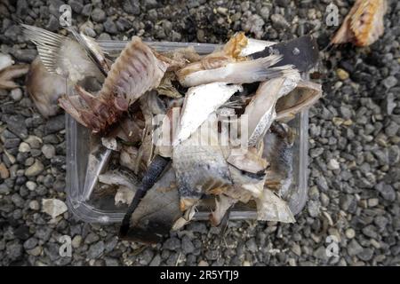 Details von Fisch, der verschwendet und in den Müll geworfen wurde, verdorbenes Essen Stockfoto