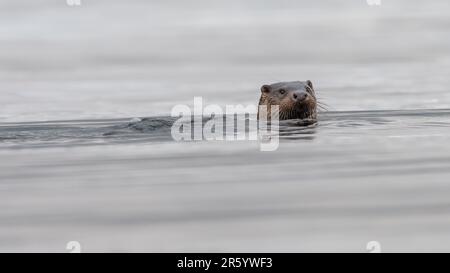 Europäischer Otter (Lutra lutra), Isle of Mull, Schottland Stockfoto