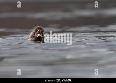 Europäischer Otter (Lutra lutra), Isle of Mull, Schottland Stockfoto