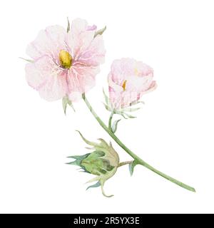 Handgezeichnete Aquarelle Rosa, Grün und Braun Baumwollblume, Blattknospen. Natürliche Pflanze. Botanische Darstellung isoliertes Objekt auf weiß gesetzt Stockfoto