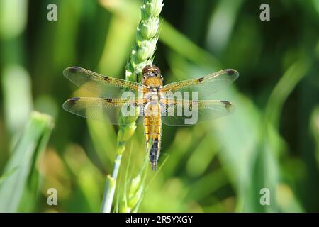 Weiblicher vierfleckiger Chaser (Libellula quadrimaculata), der an einem Samenkopf hängt Stockfoto