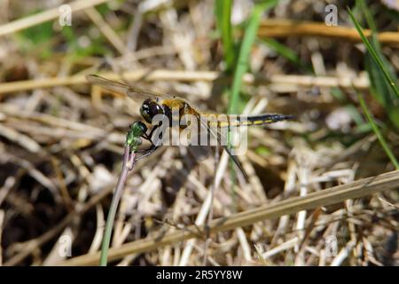 Vierfleckige Jägerin (Libellula quadrimaculata) Stockfoto