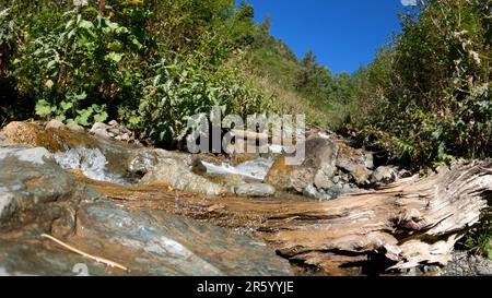 Waldquelle oder Bach im Sommer, grünes Laub, hohe Bäume und Steine - Foto der Natur Stockfoto