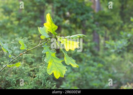 Junge grüne Eiche Blätter in der weichen Sonne mitten im Wald an einem sonnigen Tag. Stockfoto