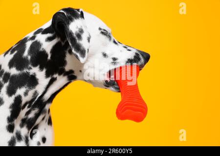 Bezaubernder dalmatinischer Hund mit rotem Spielzeug auf gelbem Hintergrund. Hübsches Haustier Stockfoto