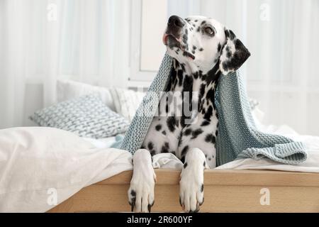 Ein entzückender dalmatinischer Hund, der in eine Decke auf einem Bett im Haus gewickelt ist Stockfoto