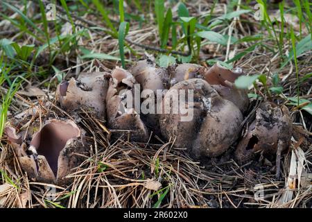 Seltene Giftpilz-Sarcosphaera-Coronaria in den Nadeln. Bekannt als rosa Krone. Gruppe von wilden Purpurpilzen im Kiefernwald. Stockfoto