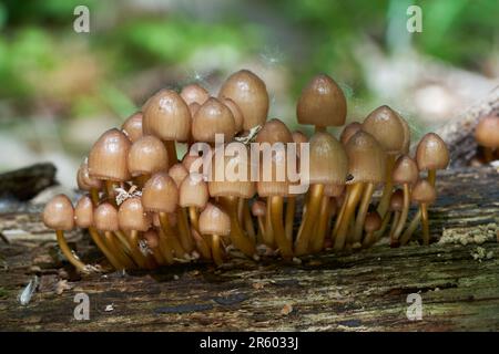 Ungenießbarer Pilz Mycena Renati auf dem toten Holz. Bekannt als schöne Haube. Gruppe von im Frühjahr im Laubwald wachsenden Wildpilzen. Stockfoto