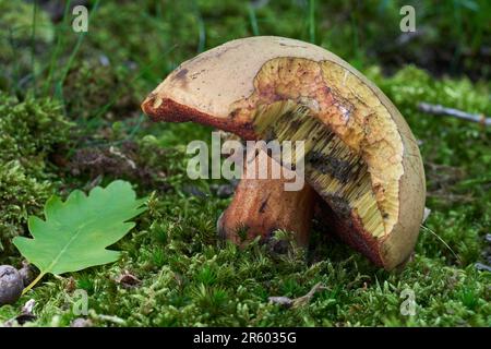 Essbarer Pilz Neoboletus luridiformis im Moos. Bekannt als Scarletina Bolete. Wilde Bolete-Pilze im Eichenwald. Stockfoto