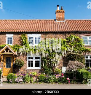 Hütte mit weißer Wisteria, die an der Wand wächst, High Street, Cherry Willingham, Lincolnshire, England, UK Stockfoto