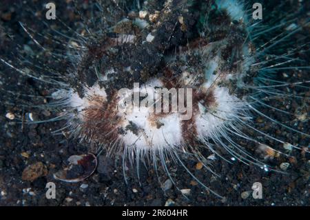 Herd Heart urchin, Maretia planulata, auf Sand, Hairball Tauchplatz, LembritStraits, Sulawesi, Indonesien Stockfoto