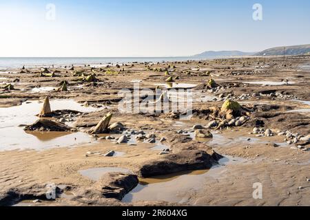 Der uralte, untergetauchte Wald in Borth an der Cardigan Bay, enthüllt bei Ebbe Stockfoto