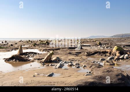 Der uralte, untergetauchte Wald in Borth an der Cardigan Bay, enthüllt bei Ebbe Stockfoto