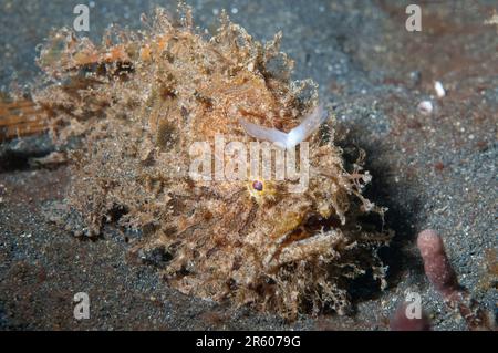 Gestreifter Froschfisch, Antennarius striatus, mit Wurm-ähnlichem Köder auf Sand, Tauchplatz Hei Nus, Lembritstraße, Sulawesi, Indonesien Stockfoto