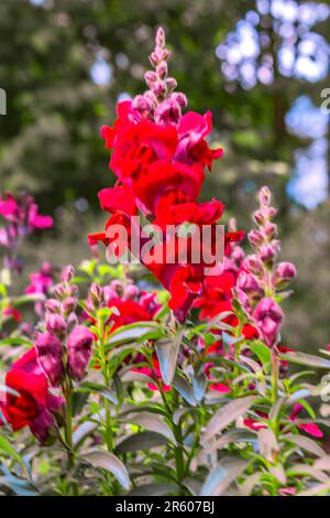 BADEN-WÜRTTEMBERG : GARTENSHOW BALINGEN - SNAPDRAGON Stockfoto