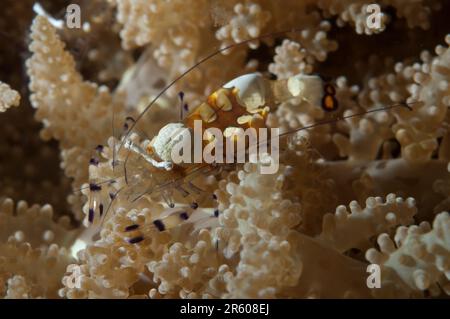 Peacock-tail Anemone Shrimp, Periclimenes brevicarpalis, in Tree Anemone, Actinodendron Arboreum, TK1 Tauchplatz, Lempriv Straits, Sulawesi, Indonesien Stockfoto