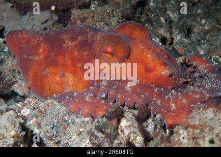 Starry Night Octopus, Callistoctopus luteus, Nachttauchen, Jahir-Tauchplatz, Lembritstraße, Sulawesi, Indonesien Stockfoto