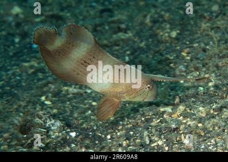 Subadulter Peacock Razorfish, Iniistius pavo, mit verlängerter Flosse auf Sand, Retak Larry Tauchplatz, Lempriv Straits, Sulawesi, Indonesien Stockfoto