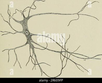 „Textbuch der normalen Histologie: Einschließlich einer Darstellung der Entwicklung der Gewebe und Organe“ (1899) Stockfoto