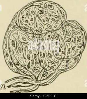 „Textbuch der normalen Histologie: Einschließlich einer Darstellung der Entwicklung der Gewebe und Organe“ (1899) Stockfoto