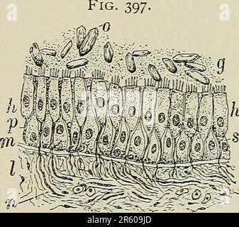„Textbuch der normalen Histologie: Einschließlich einer Darstellung der Entwicklung der Gewebe und Organe“ (1899) Stockfoto