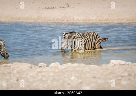 Ein Zebra durchquert das Wasser, ein Wasserloch in Etosha, Equus burchells. Etosha-Nationalpark, Namibia, Afrika Stockfoto