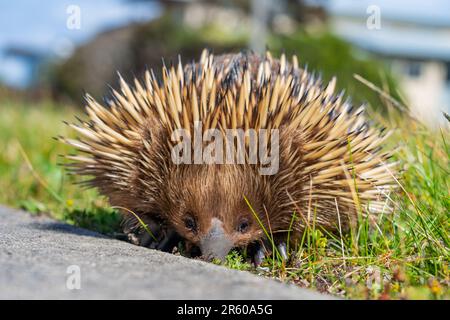 Blick aus dem niedrigen Winkel auf eine australische Echidna, die am Cape Paterson in Gippsland, Victoria, Australien entlang eines Weges forscht. Stockfoto