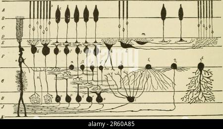 „Textbuch der normalen Histologie: Einschließlich einer Darstellung der Entwicklung der Gewebe und Organe“ (1899) Stockfoto
