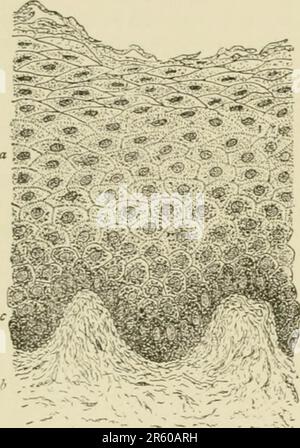 „Textbuch der normalen Histologie: Einschließlich einer Darstellung der Entwicklung der Gewebe und Organe“ (1899) Stockfoto