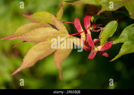 Nahaufnahme der geflügelten Samenkapseln des Ornamental Acer palmatum Osakazuki Tree, aufgenommen mit einer Makrolinse. Stockfoto