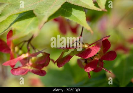 Nahaufnahme der geflügelten Samenkapseln des Ornamental Acer palmatum Osakazuki Tree, aufgenommen mit einer Makrolinse. Stockfoto