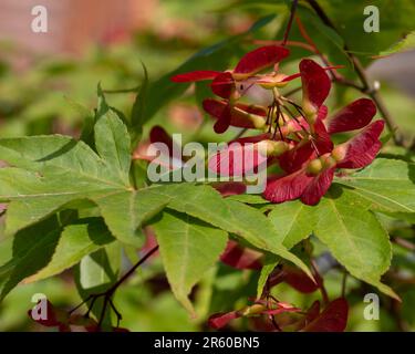 Nahaufnahme der geflügelten Samenkapseln des Ornamental Acer palmatum Osakazuki Tree, aufgenommen mit einer Makrolinse. Stockfoto